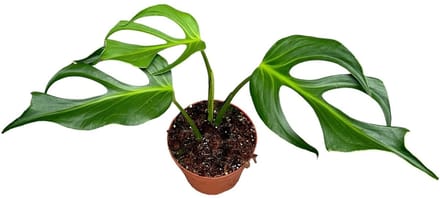 Monstera Burle Marx Flame - Kamerplant - Potmaat Ø17 cm