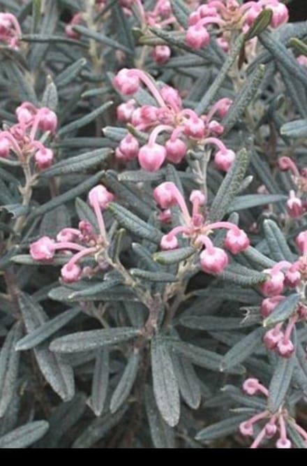 Andromeda pol. 'Blue Ice' - Rotsheide, Lavendelheide 15- 20 cm in pot