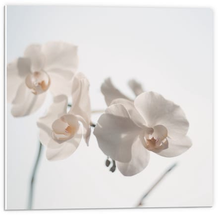 Forex - Witte Bloemetjes op Witte Achtergrond - 50x50cm Foto op Forex