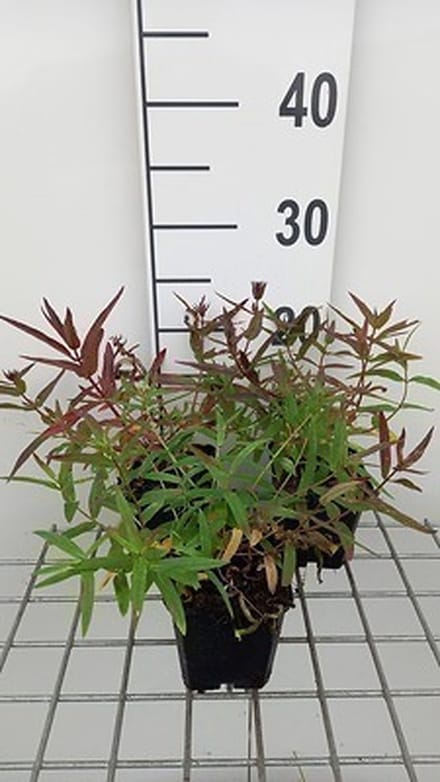6x Kattenstaart - Lythrum sal. 'Zigeunerblut' | 9x9 cm pot