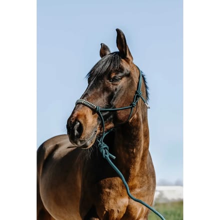 Halster en touwset voor paarden Norton Deco
