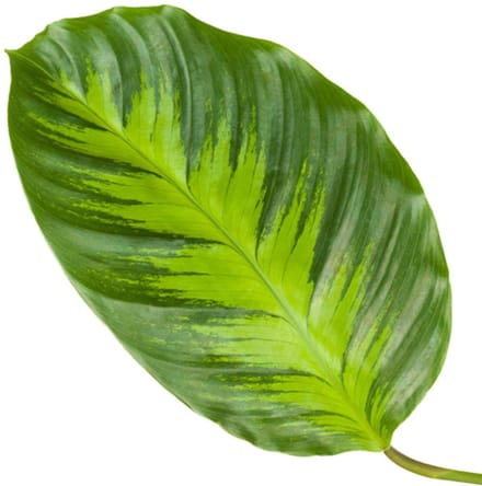 Calathea Misto - 40 cm - Ø12cm