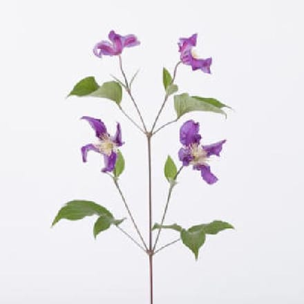 10x Clematis blue pirouette 60cm