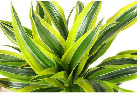 Dracaena Lemon Lime Ø21cm - 65cm in Vibes BLUE pot