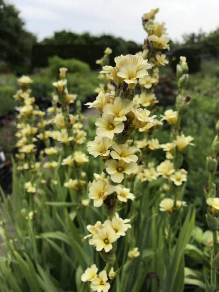 6 x Sisyrinchium striatum - Bieslelie, Graslelie - P9 Pot (9 x 9cm) - Dima Vaste Planten
