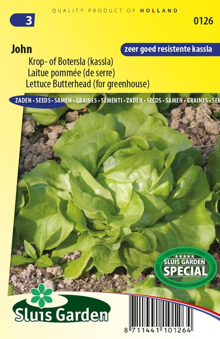 Sla (Lactuca Sativa) - Krop- of Boter John - bloeit in Oktober / Juni / Juli / Augustus / September