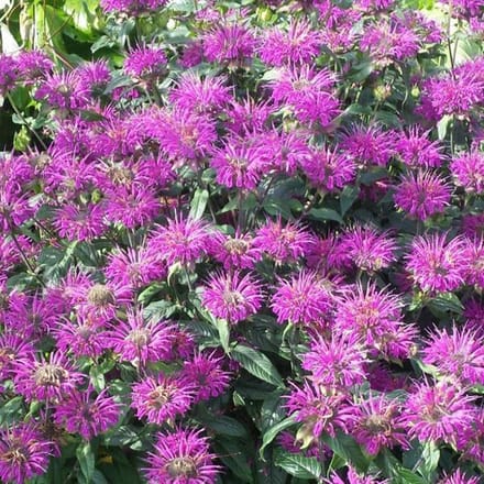 6 x Monarda 'Praerienacht' - Bergamotplant pot 9x9cm