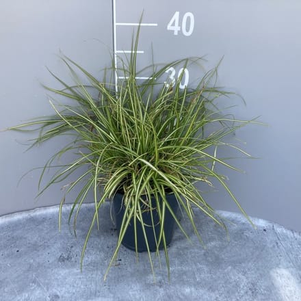 Carex oshimensis 'Evergold' - 2 liter pot