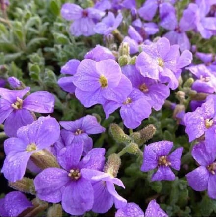 6 x Aubrieta 'Cascade Purple' - Randjesbloem Pot 9x9 cm - Paarsbloeiende Bodembedekker