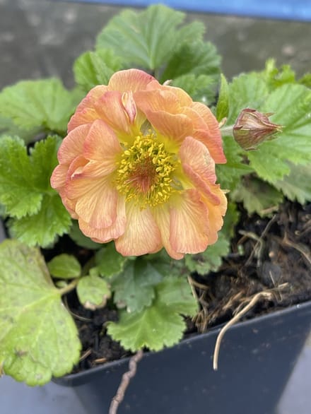 6x Nagelkruid - Geum hybr. 'Mai Tai' | 9x9 cm pot