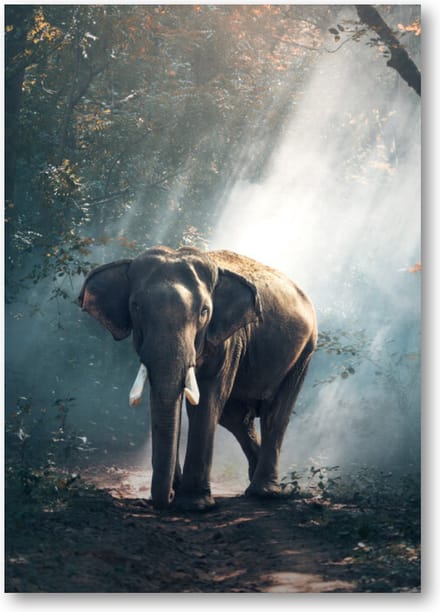 Olifant - A1 Poster Staand - 59x84cm - Besteposter - Dieren