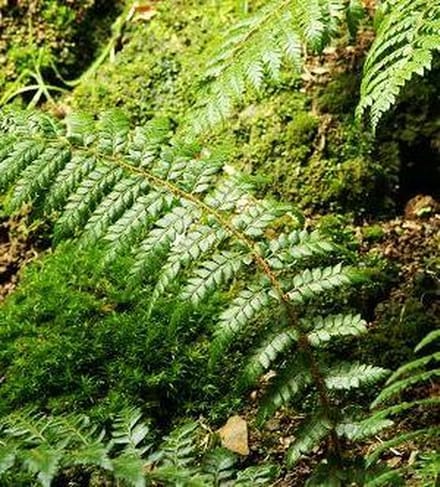 6 x Polystichum Braunii - Schildvaren pot 9x9 cm- Winterharde Varen