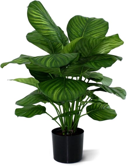 Calathea Fasciata 80cm