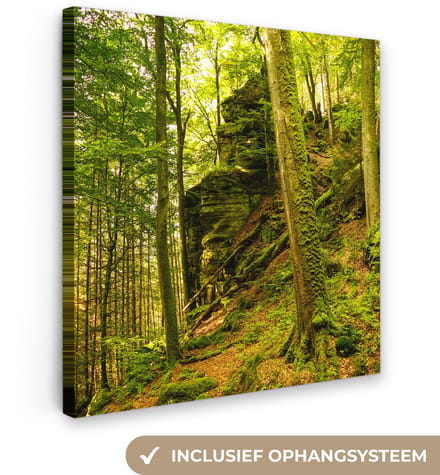 Bomen - Steen - Bos - Natuur - Planten