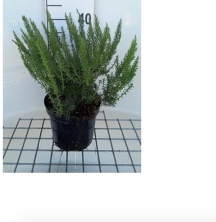 2 x Genista tinctoria - Heidebrem, Verfbrem 30- 40 cm in pot