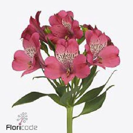 10x Alstroemeria bubblicious 70cm