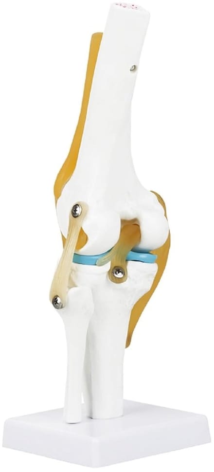Levensgroot Menselijk Kniegewricht Model voor Anatomie Studie met Ligamenten en Skeletdetails