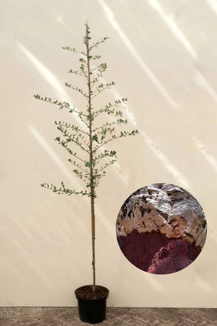 Jonge Kurkeikenboom | Quercus suber | 100-150cm hoogte