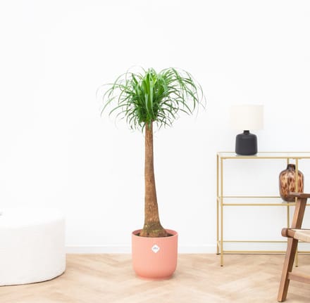Beaucarnea - 130cm