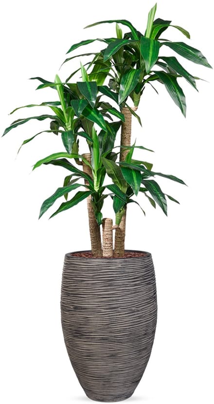 Kunstplant Dracaena fragans in Vaas elegant Rib antraciet H155 cm