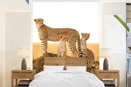 Behang - Fotobehang Cheetah - Gras - Natuur - Savanne - Breedte 190 cm x hoogte 260 cm