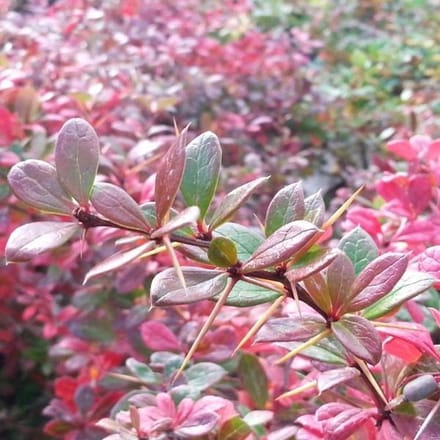 Berberis Media 'Parkjuweel' Zuurbes 25 - 30 cm in pot