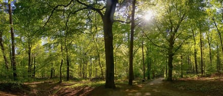 Fotobehang Beukenbos in het voorjaar 450 x 260 cm - € 295,--