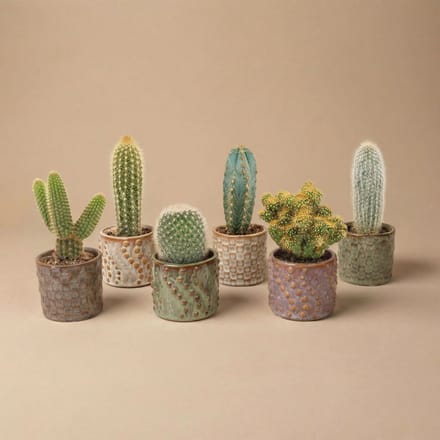 Cactus Set van 6 in Keramische Mini Potjes Madrid - ↑ 8–12 cm