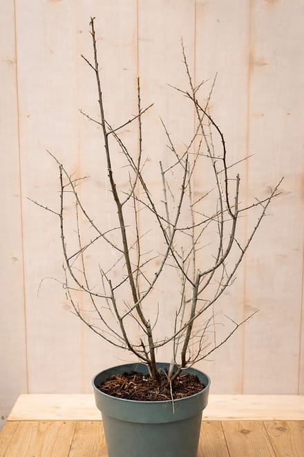 Warentuin natuurlijk - Duindoorn Hippophae rhamnoides Leikora 110 cm