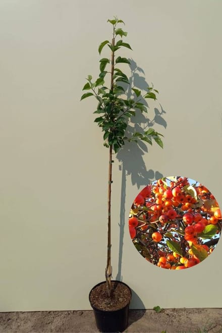 Jonge sierappelboom | Malus 'Evereste' | 150-200cm hoogte