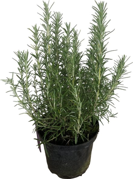 Rosmarinus off. 'Blue Winter' - Rozemarijn 25-30 cm in pot