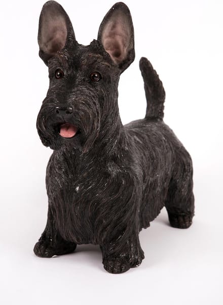 staande  Zwarte Schotse Terrier