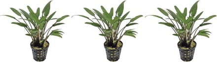 Levende aquariumplant Cryptocoryne Nevelii 5 cm pot per 3 stuks