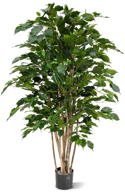 Designplants Ficus Exotica Kunstplant 125