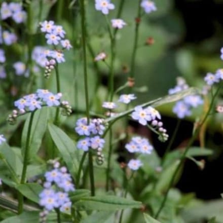 6 x Myosotis palustris - MOERAS VERGEET MIJ NIETJE - pot 9 x 9 cm