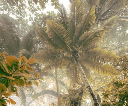 Fotobehang - Palms Panorama 300x250cm - Vliesbehang