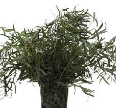 5x Sg eucalyptus nicholii 70cm