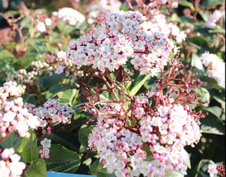 Viburnum tinus 'Lisa Rose' - Sneeuwbal 25 - 30 cm in pot