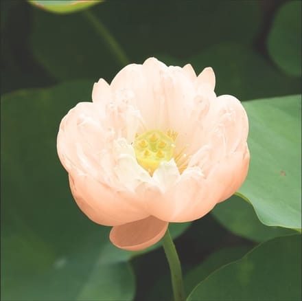 Moerings Nelumbo Pygmaea Cream | Cream Lotus | In 3L Mand