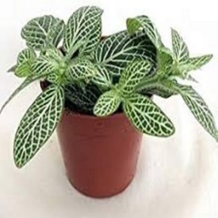 Decoratief Beeld - Kamerplant Fittoria - Kunststof - Warentuin Natuurlijk - Wit