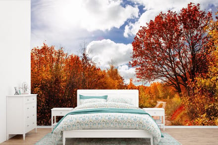 Behang - Fotobehang Boom - Pad - Herfst - Breedte 600 cm x hoogte 400 cm