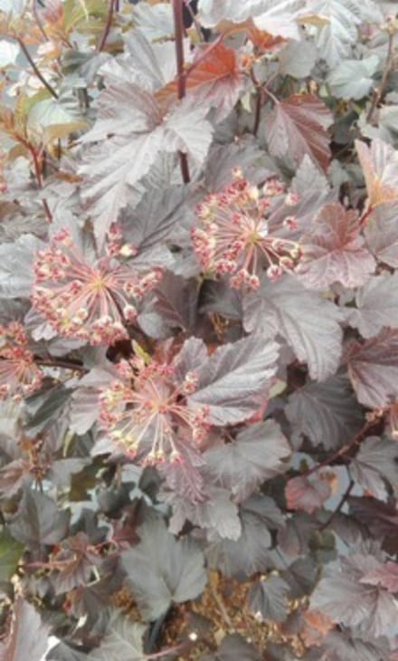 Physocarpus opulifolius 'Diabolo' - Blaasspirea, Sneeuwbalspirea 30 - 40 cm in pot