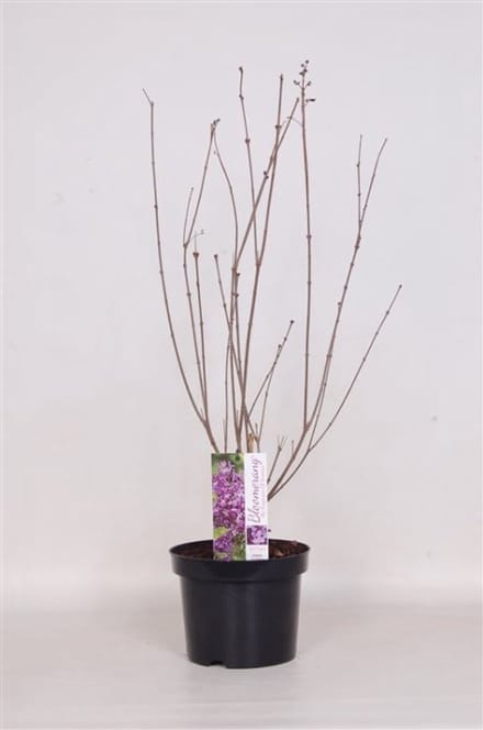 Arbustes de haie - Un ensemble 1 - Syringa Dark Purple - (3L) 40-50 cm