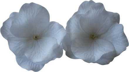 3 x Haarbloemen Clicks Wit