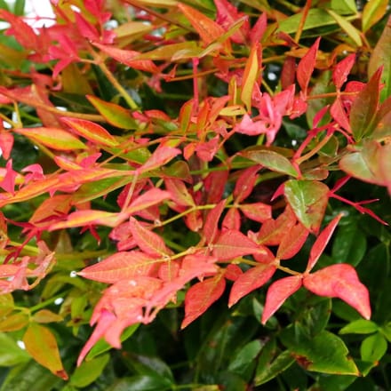 4 x Nandina domestica Gulfstream - Hemelse Bamboe in C2 pot met hoogte 10-20cm