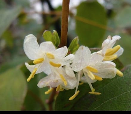 Lonicera fragrantissima - Winterkamperfoelie, Struikkamperfoelie 40- 50 cm in pot