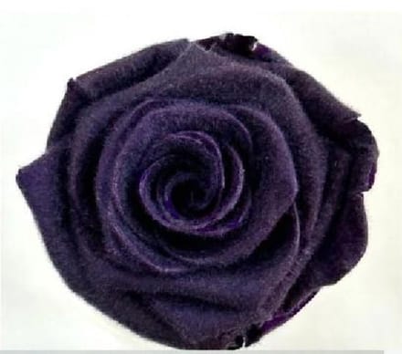 4x Dc pres.rozen teddy purple