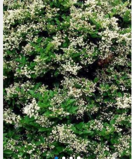 1 x Ligustrum japonicum - JAPANSE LIGUSTER 60 - 80 cm in pot1 x