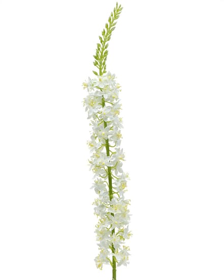 Woestijnstaart wit 106cm