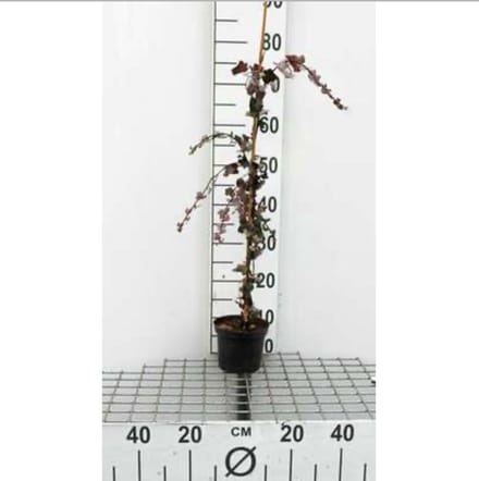 Hedera helix - Gewone Klimop60-80 cm | pot